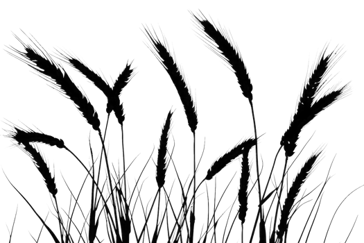 AI generated A black silhouette from cereal ears. AI generated png