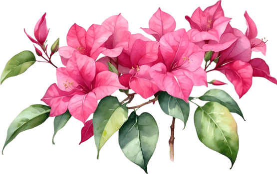 AI generated Watercolor painting of Bougainvillea flower. Ai-Generated png