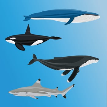 Ocean fish vector