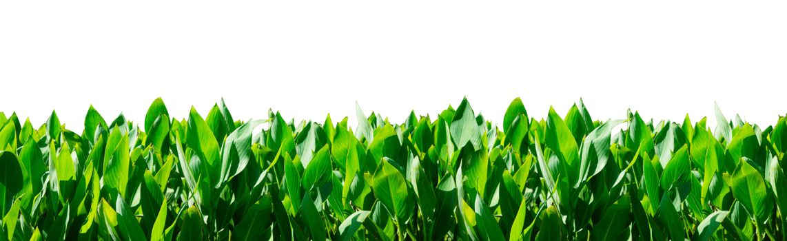Natural tropical plant border isolated png