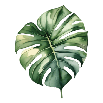 Monstera Leaf Watercolor Illustration Clipart png