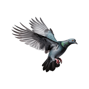 AI generated Flying pigeon isolated on transparent background png