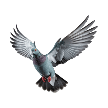 AI generated Flying pigeon isolated on transparent background png