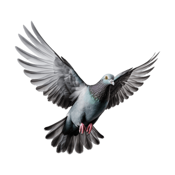 AI generated Flying pigeon isolated on transparent background png
