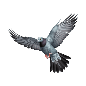 AI generated Flying pigeon isolated on transparent background png