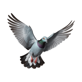 AI generated Flying pigeon isolated on transparent background png