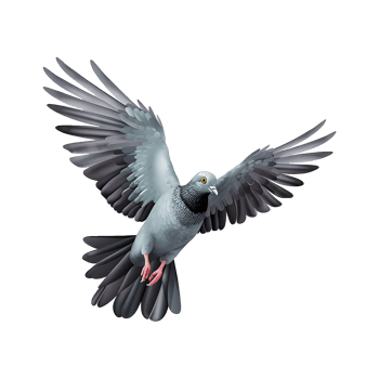 AI generated Flying pigeon isolated on transparent background png