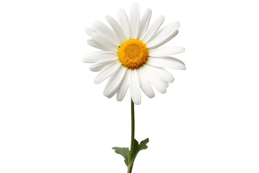AI generated Daisy with a Transparent Background. png