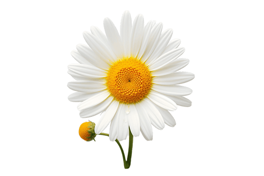 AI generated Daisy with a Transparent Background. png