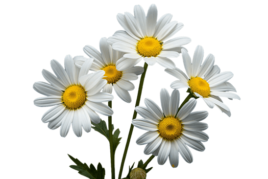 AI generated Daisy with a Transparent Background. png