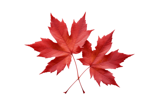 AI generated Maple with a Transparent Background. png