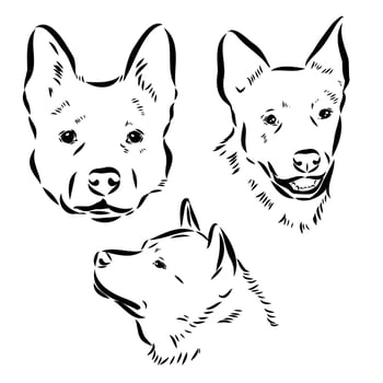 Australian cattle dog vector sketch