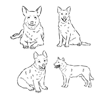 Australian cattle dog vector sketch