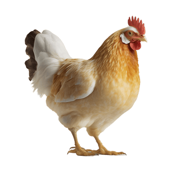 AI generated Chicken Hen on Transparent background - Ai Generated png