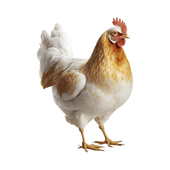 AI generated Chicken Hen on Transparent background - Ai Generated png