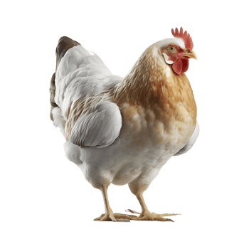 AI generated Chicken Hen on Transparent background - Ai Generated png