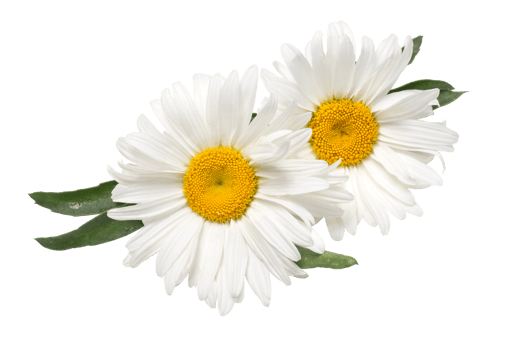 Beautiful chamomile flowers png