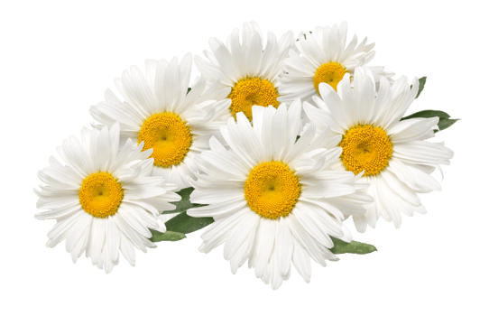 Beautiful chamomile flowers png
