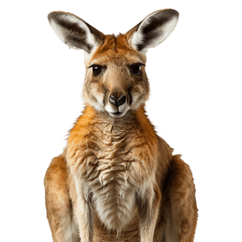 AI generated Kangaroo isolated on transparent background png