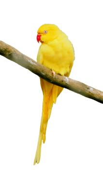 Yellow parrot on transparent background PNG