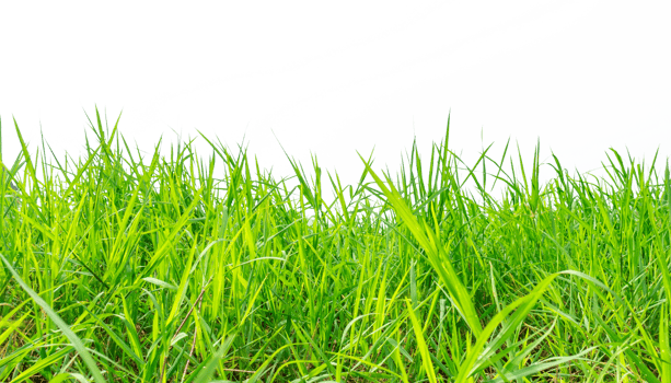 Green grass on transparent background png