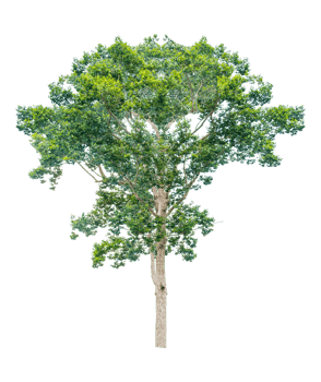 Trees in the tropical forest of Thailand on transparent background PNG