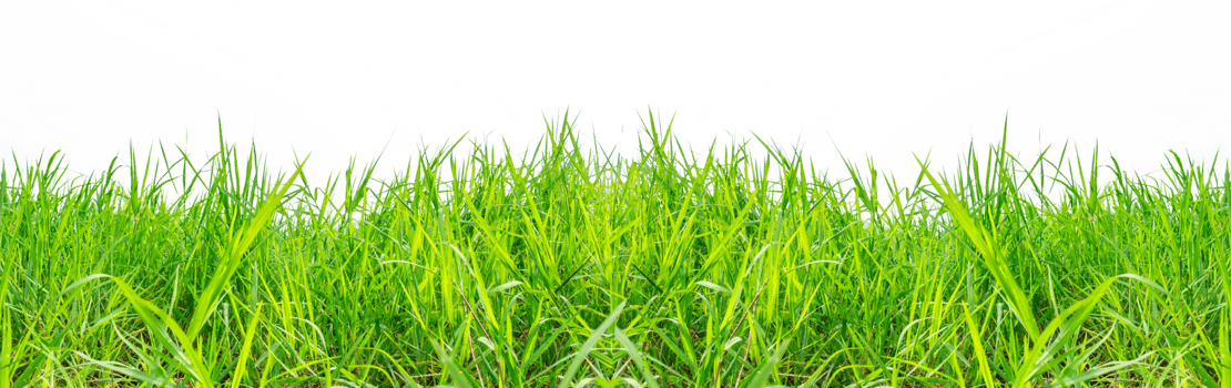 Green grass on transparent background PNG