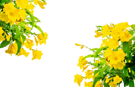 Yellow flowers on transparent background PNG