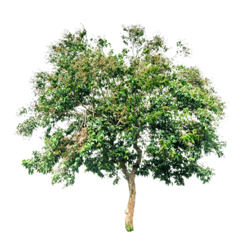 Trees in the tropical forest of Thailand on transparent background PNG