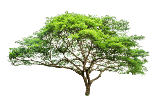 Trees in the tropical forest of Thailand on transparent background PNG