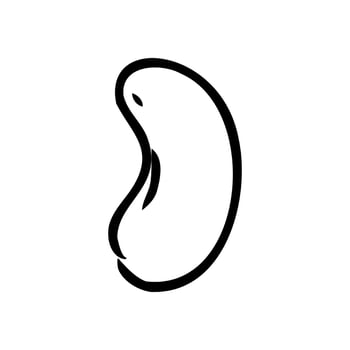 cashew nut vector sketch