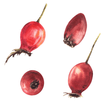 Set of wild rosehip with red briar fruits, dog rose berries, stem. Hand drawn watercolor illustration for sticker, medical label design, logo, card, herbal print Clipart png