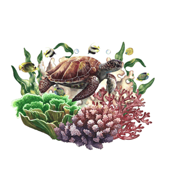 Sea turtle on a background of corals. Underwater world with colorful coral fish. Watercolor painted by hand. For business cards and banners, flyers and brochures. For prints, stickers, postcards. png