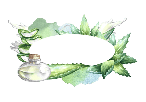 Aloe vera. A useful gel for skin care. Oval frame for the inscription. Watercolor illustration. For labels and packaging of cosmetology, perfumery and medicine. Also for the food industry. png