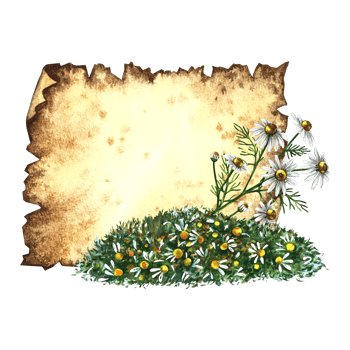 Old parchment for inscriptions with medicinal chamomile, useful herbs, dried, crushed. Hand-drawn watercolor illustration for tea, pharmacy preparations and spa care. png