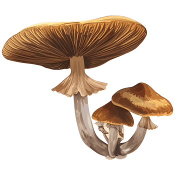 AI generated Mushroom With root png