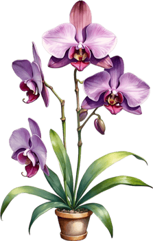 AI generated Watercolor painting of Zygopetalum Orchid flower. Illustration of flowers. AI-Generated. png