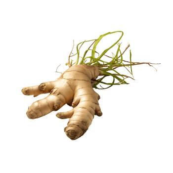 AI generated Ginger root vegetable icon isolated transparent background png