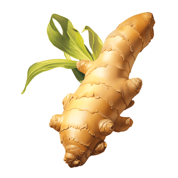 AI generated Ginger root vegetable icon isolated transparent background png