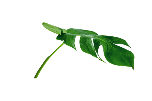 Green leaves pattern,leaf monstera isolated png