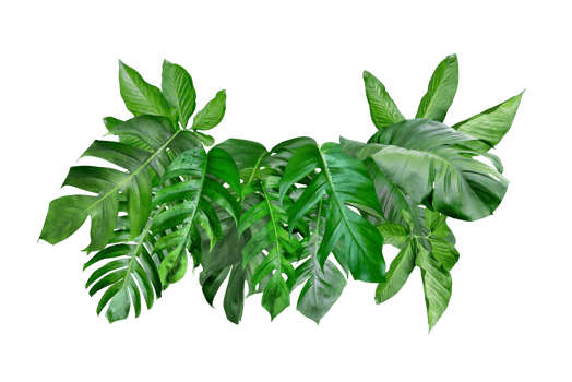 various of green monstera leaves pattern for nature concept,set of tropical leaf isolated png