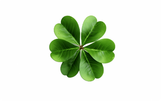 Cloverleaf on White Transparent Background png