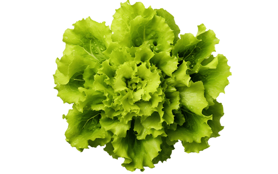 Lettuce Top View on White Transparent Background png