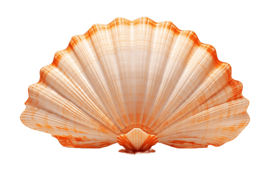 AI generated Transparent Background Sea Shell Isolated png