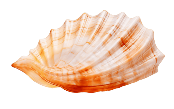 AI generated Ocean Shell on Transparent Background Generative AI png