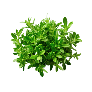 AI generated Fresh thyme isolated on transparent background png
