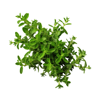 AI generated Fresh thyme isolated on transparent background png