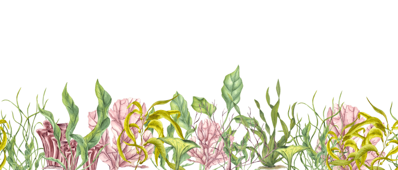 Horizontal seamless banner with undersea plants, corals. Green, yellow kelps, colored polyps. Lagoon underwater world. Marine fauna. Watercolor illustration. Aquarium design, print, card png