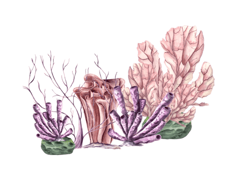 Coral forest. Polyps. Set of corals of various types and shapes. Lagoon underwater world. Marine fauna. Watercolor illustration . For design aquarium shops, print, card, book, logo png