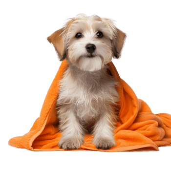 AI generated Cute wet havanese puppy dog after bath is sitting png